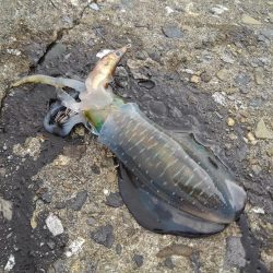 好調！越前デイエギング